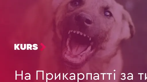 На Прикарпатті за тиждень щеплення від сказу отримали майже 4 тисячі тварин