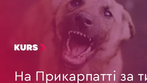 На Прикарпатті за тиждень щеплення від сказу отримали майже 4 тисячі тварин