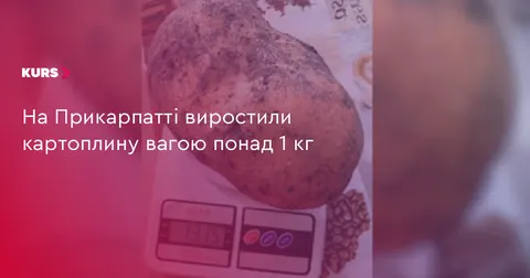 На Прикарпатті жінка виростила картоплину вагою понад 1 кг