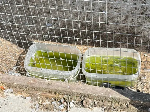 У Надвірній на екофермі помітили зелену воду для птахів: власник відповів