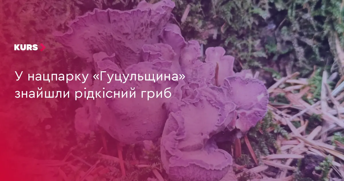 У нацпарку «Гуцульщина» знову знайшли рідкісний червонокнижний гриб