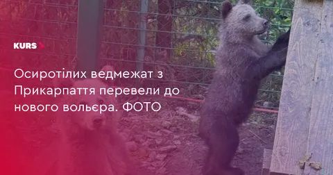 Осиротілі ведмежата з Прикарпаття освоюють новий вольєр на Синевирі