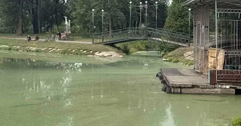 У калуському парку на озері загинули качки: воду перевіряють