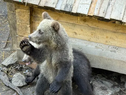 На Прикарпатті осиротілі ведмежата освоюють новий вольєр