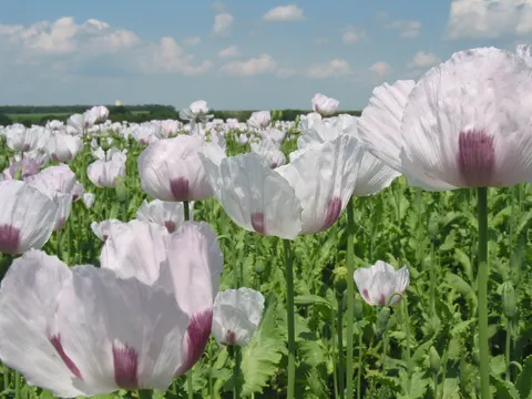 Пенсіонерка з Галицької громади уникла покарання за вирощений мак