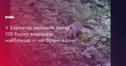У Карпатах налічили понад 150 бурих ведмедів, найбільше — на Франківщині